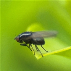 Poecilohetaerus sp. (genus) at Melbourne, VIC - 17 Sep 2025 04:31 PM