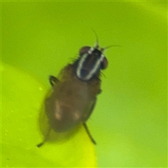 Poecilohetaerus sp. (genus) at Melbourne, VIC - 17 Sep 2025 04:31 PM