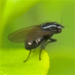 Poecilohetaerus sp. (genus) at Melbourne, VIC - 17 Sep 2025 04:31 PM