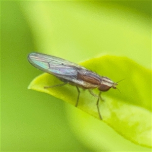 Diplogeomyza sp. (genus) at Melbourne, VIC - 17 Sep 2025 by Hejor1
