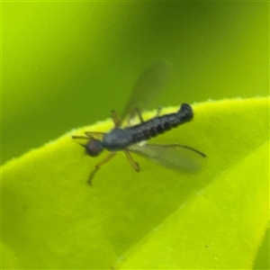 Empididae (family) (Dance fly) at Melbourne, VIC - 17 Sep 2025 by Hejor1
