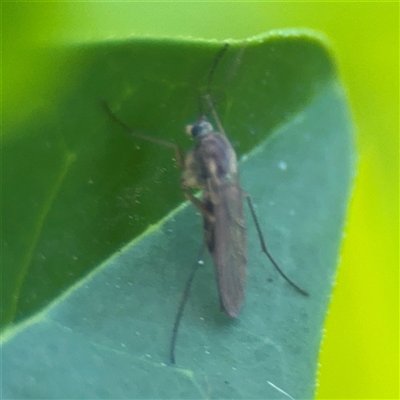 Chironomidae (family) (Non-biting Midge) at Melbourne, VIC - 17 Sep 2025 by Hejor1