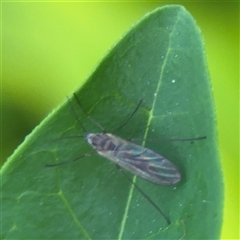 Chironomidae (family) at Melbourne, VIC - 17 Sep 2025 04:33 PM