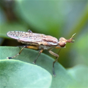 Diplogeomyza sp. (genus) at Melbourne, VIC - 17 Sep 2025 by Hejor1