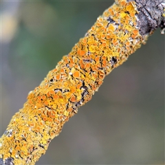 Xanthoria sp. (genus) at Melbourne, VIC - 17 Sep 2025 by Hejor1