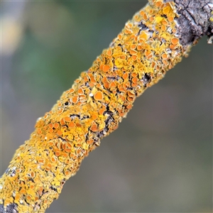 Xanthoria sp. (genus) at Melbourne, VIC - 17 Sep 2025 by Hejor1