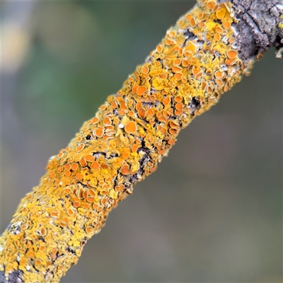 Xanthoria sp. (genus) at Melbourne, VIC - 17 Sep 2025 by Hejor1