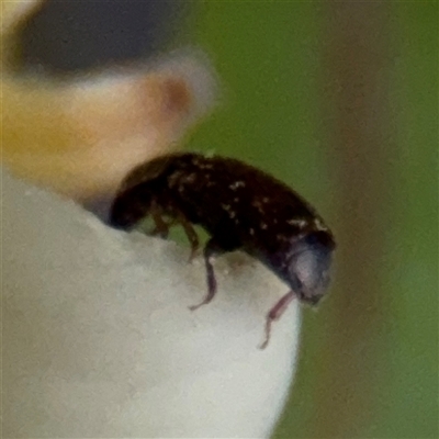 Aethina sp. (genus) (Sap beetle) at Melbourne, VIC - 17 Sep 2025 by Hejor1