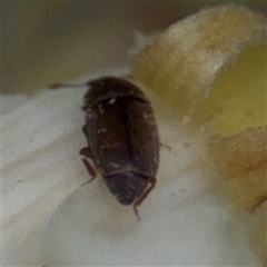 Aethina sp. (genus) at Melbourne, VIC - 17 Sep 2025 04:44 PM
