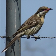 Acanthagenys rufogularis (Spiny-cheeked Honeyeater) at Cobar, NSW - 30 Sep 2019 by RobParnell