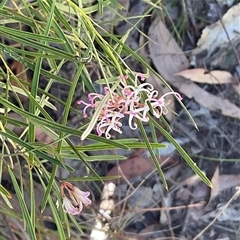 Grevillea linearifolia at Ulladulla, NSW - 17 Sep 2025 by Jennybach