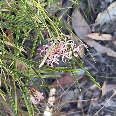 Grevillea linearifolia at Ulladulla, NSW - 17 Sep 2025 by Jennybach