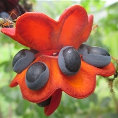 Archidendron lucyi (scarlet bean) by JasonPStewartNMsnc2016