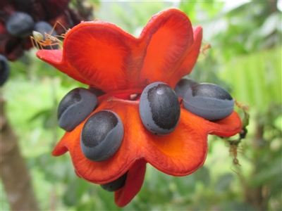 Archidendron lucyi (scarlet bean) by JasonPStewartNMsnc2016