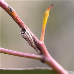 Machaerotinae sp. (subfamily) (Tube Spittlebug) at Melbourne, VIC - 17 Sep 2025 by Hejor1