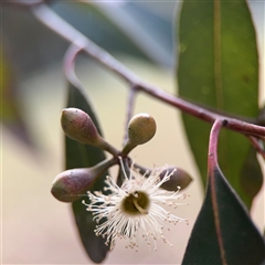 Eucalyptus dives at Melbourne, VIC - 17 Sep 2025 by Hejor1