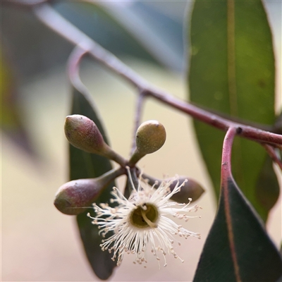 Eucalyptus dives at Melbourne, VIC - 17 Sep 2025 by Hejor1