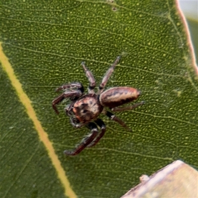 Opisthoncus sp. (genus) (Opisthoncus jumping spider) at Melbourne, VIC - 17 Sep 2025 by Hejor1