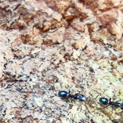 Anonychomyrma sp. (genus) (Black Cocktail Ant) at Melbourne, VIC - 17 Sep 2025 by Hejor1