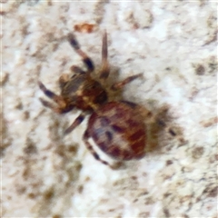 Salticidae (family) (Jumping spider) at Melbourne, VIC - 17 Sep 2025 by Hejor1