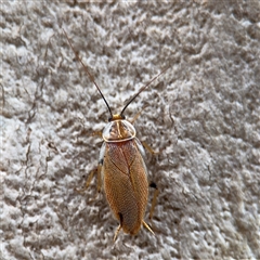 Balta sp. (genus) (A cockroach) at Melbourne, VIC - 17 Sep 2025 by Hejor1