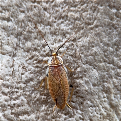 Balta sp. (genus) (A cockroach) at Melbourne, VIC - 17 Sep 2025 by Hejor1