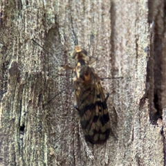 Sylvicola dubius (Wood-gnat) at Melbourne, VIC - 17 Sep 2025 by Hejor1