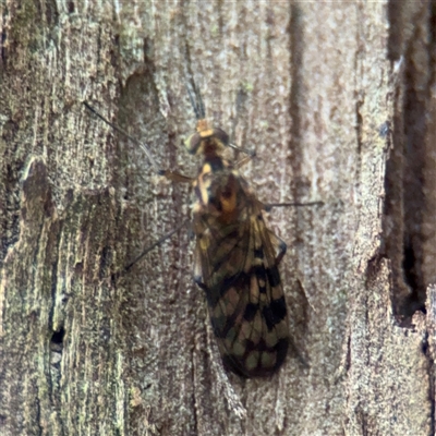 Sylvicola dubius (Wood-gnat) at Melbourne, VIC - 17 Sep 2025 by Hejor1