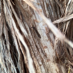 Limoniidae (family) (Unknown Limoniid Crane Fly) at Melbourne, VIC - 17 Sep 2025 by Hejor1