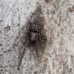 Badumna longinqua (Grey House Spider) at Melbourne, VIC - 17 Sep 2025 by Hejor1