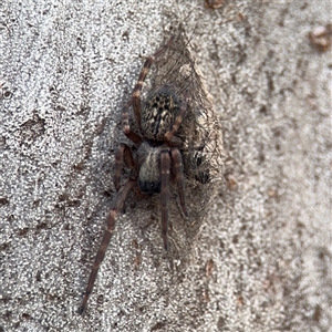Badumna longinqua (Grey House Spider) at Melbourne, VIC - 17 Sep 2025 by Hejor1