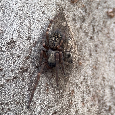Badumna longinqua (Grey House Spider) at Melbourne, VIC - 17 Sep 2025 by Hejor1