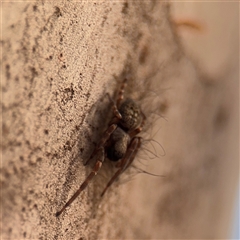 Badumna longinqua at Melbourne, VIC - 17 Sep 2025 05:04 PM