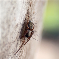 Badumna longinqua at Melbourne, VIC - 17 Sep 2025 05:04 PM