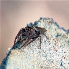 Opisthoncus sp. (genus) (Opisthoncus jumping spider) at Melbourne, VIC - 17 Sep 2025 by Hejor1