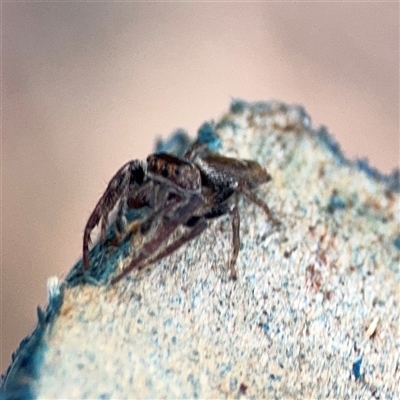 Opisthoncus sp. (genus) (Opisthoncus jumping spider) at Melbourne, VIC - 17 Sep 2025 by Hejor1