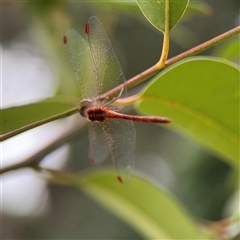 Diplacodes bipunctata (Wandering Percher) at Melbourne, VIC - 17 Sep 2025 by Hejor1