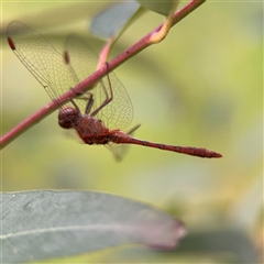 Diplacodes bipunctata at Melbourne, VIC - 17 Sep 2025 05:11 PM
