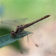 Diplacodes bipunctata at Melbourne, VIC - 17 Sep 2025 05:11 PM