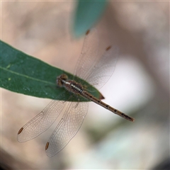 Diplacodes bipunctata at Melbourne, VIC - 17 Sep 2025 05:11 PM