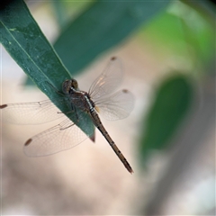 Diplacodes bipunctata at Melbourne, VIC - 17 Sep 2025 05:11 PM