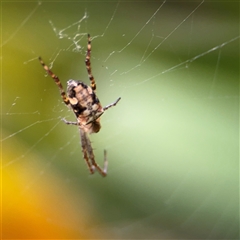 Araneus sp. (genus) at Melbourne, VIC - 17 Sep 2025 by Hejor1