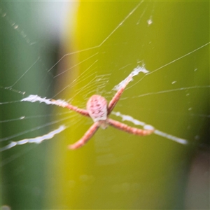 Argiope (genus) (A St. Andrew's cross spider) at Melbourne, VIC - 17 Sep 2025 by Hejor1