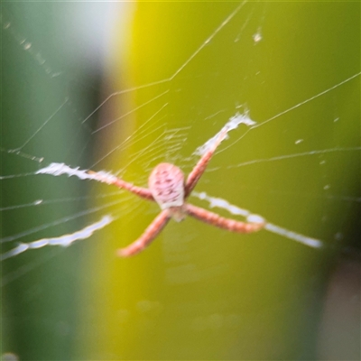 Argiope (genus) (A St. Andrew's cross spider) at Melbourne, VIC - 17 Sep 2025 by Hejor1