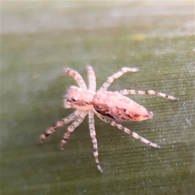 Helpis sp. (genus) (Unidentified Bronze Jumping Spider) at Melbourne, VIC - 17 Sep 2025 by Hejor1