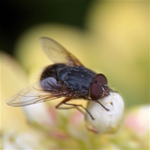 Calliphora sp. (genus) (Unidentified blowfly) at Melbourne, VIC - 17 Sep 2025 by Hejor1