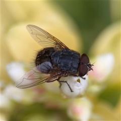 Calliphora sp. (genus) at Melbourne, VIC - 17 Sep 2025 05:19 PM