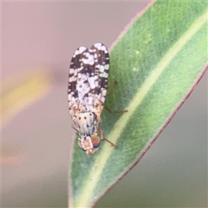 Austrotephritis poenia at Melbourne, VIC - 17 Sep 2025 05:21 PM