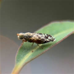 Austrotephritis poenia at Melbourne, VIC - 17 Sep 2025 05:21 PM