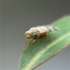 Austrotephritis poenia at Melbourne, VIC - 17 Sep 2025 05:21 PM